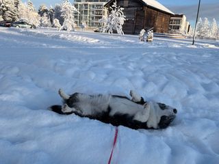 A black and white corgi cardigan rolling around in the snow.