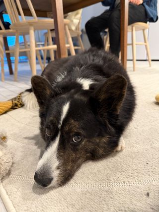A black and white corgi cardigan lying on the floor and looking into the camera.