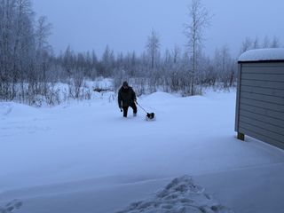 A black and white corgi cardigan and a bearded man walking through very deep snow. Only the corgi's head is visible. In the background we can a few trees.