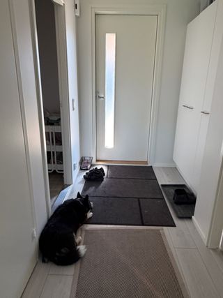 A black and white corgi cardigan waiting at the door.