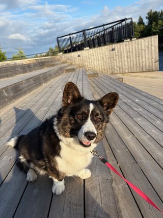 A black and white corgi cardigan sitting on a wodden structure outside.