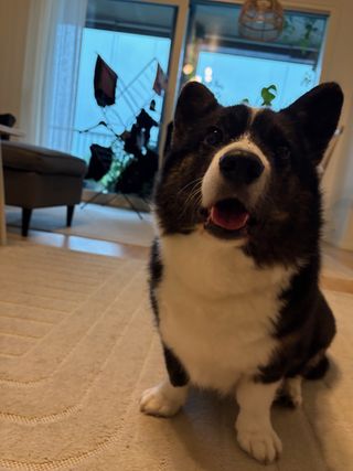 A black and white corgi cardigan, sitting and photographed slightly from below. She is watching the photographer, seemingly asking "when do I get food?".
