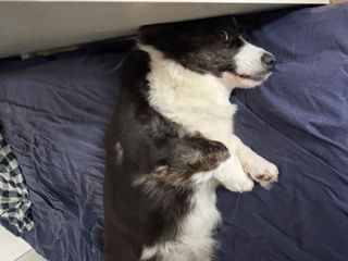 A black and white corgi cardigan lying on a guest bed on her side watching into the camera. Her head is very close to the wall, making her look like she has to duck to lay like this.