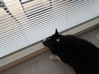 A black and white corgi cardigan watching out of a large window.