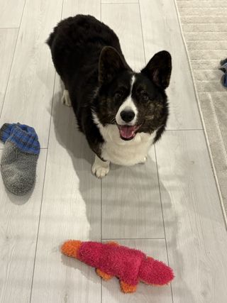 A black and white corgi cardigan watching happily into the camera.