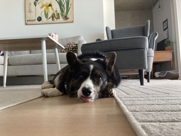 A black and white corgi lying on the floor, photographed straight on, showing her tongue and looking quite silly.