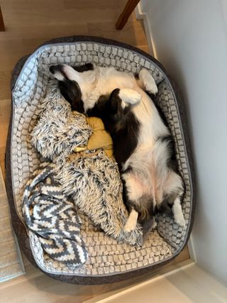 A black and white corgi cardigan sleeping in her dog bed, next to toys and blankets, showing her belly. She is shaped like a 'C' while doing so.