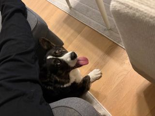 A black and white corgi cardigan lying between a recliner chair and a footstool. She's looking up at the camera. The photographer sits on the chair is lying under a bridge made be the legs of the photographer.