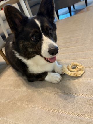 A black and white corgi cardigan watching past the camera, with her tounge slightly showing. There is a round dog shew resting on one of her paws.