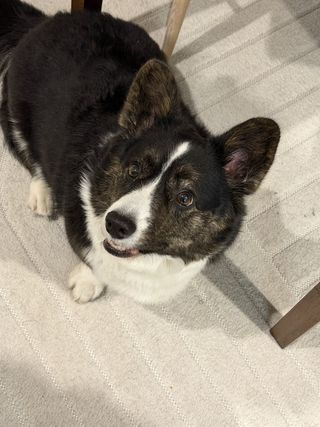 A close-up of a black and white corgi cardigan looking up and at a person next to the photographer.