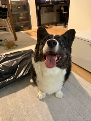 A black and white corgi cardigan sitting in front of moving boxes and looking up.