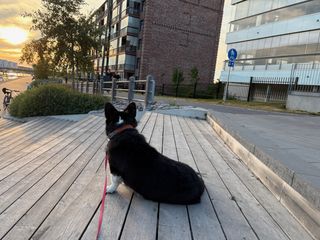 A black and white corgi cardigan sitting outside on stairs and watching the sunset.