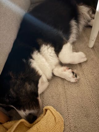 A black and white corgi cardigan sleeping peacefully next to a couch. There is a leg of a couch table visible and a yellow towel.