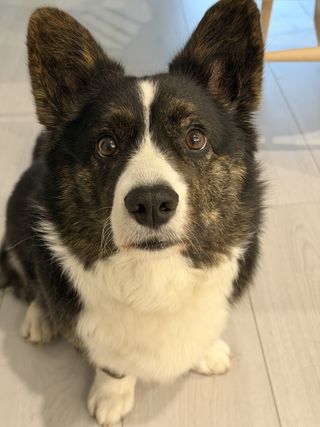 A black and white corgi cardigan looking into the camera.
