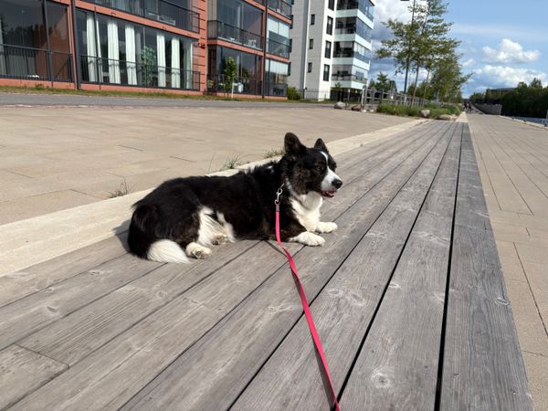A black and white corgi cardigan lying outside on a bench-like structure that is built into the pedestrian way next to a canal.