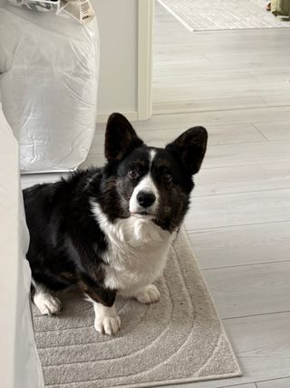 A black and white corgi cardigan staring sternly into the camera.
