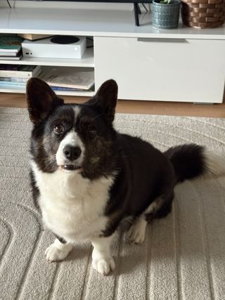 A black and white corgi cardigan watching towards the camera her facial expression is expectation. Not visible in the photo: I had just pressed the door beel in a video game I was playing.