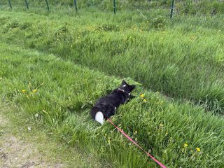A black and white corgi cardigan playing in the high grass.