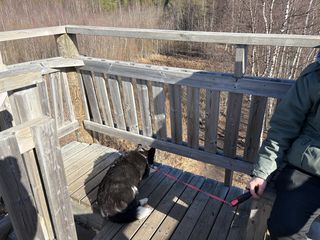 A black and white corgi cardigan looking down from the top of a bird watching tower.