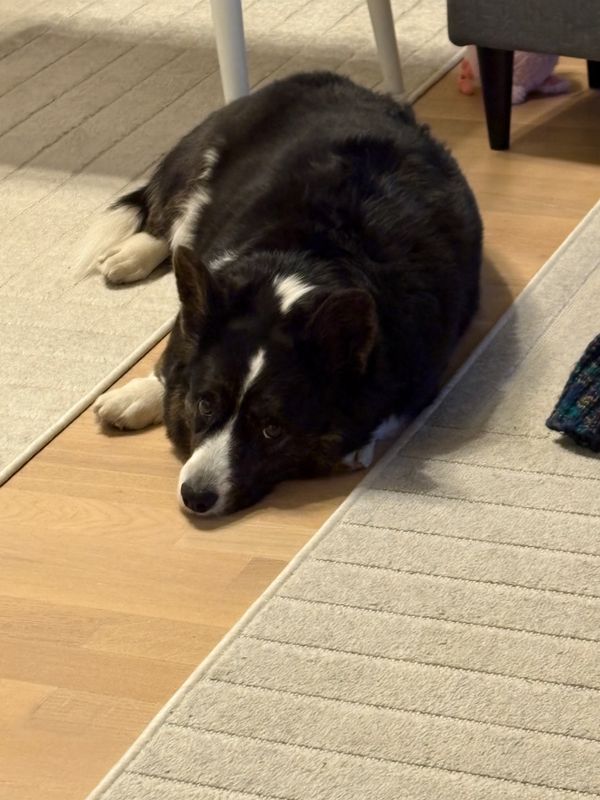 A black and white corgi lying on the floor looking into the camera.