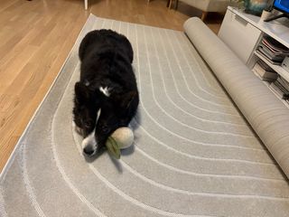 A black and white corgi cardigan lying on a half rolled out carpet, next to a dog toy.