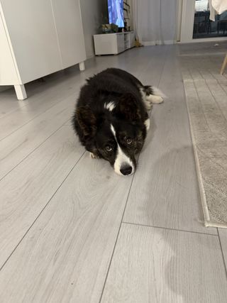 A black and white corgi cardigan rolling her eyes at the camera.