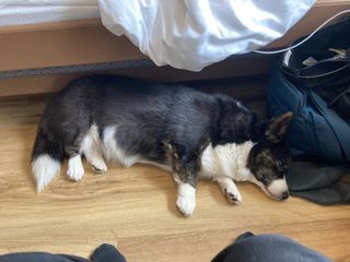 A black and white corgi cardigan sleeping next to a bed, some clothes and other luggage.