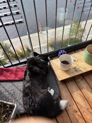 A black and white corgi cardigan sleeping on her dog bed on the balcony. There are a few empty plant pots visible and below on the ground we can see a canal.