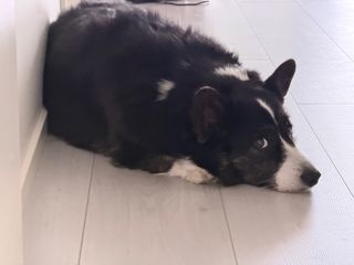 A black and white corgi cardigan lying on the floor and looking into the camera.