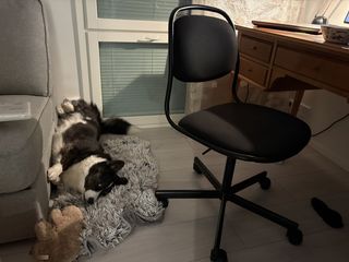 A black and white corgi cardigan lying on her back in between a recliner chair and an office chair.