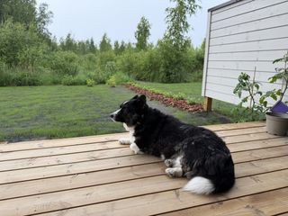 A black and white corgi cardigan lying on a porch.
