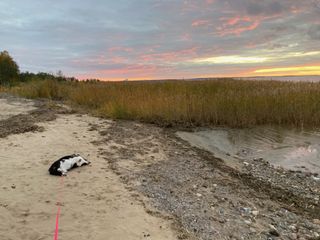 A black and white corgi cardigan rolling around on the beach. There are reeds an interesting looking cloudy sky in the background.