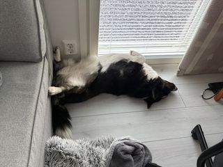 A black and white corgi cardigan lying next to a window on her back. She looks somehow very theatrical.