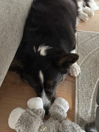 A black and white corgi cardigan lying next to a couch and a carpet. Her nose is buried under a dog toy. She is staring straight ahead.