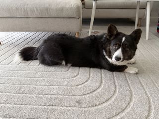 A black and white corgi cardigan photographed from the right side and looking towards the camera.