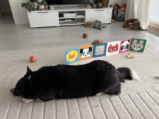 A black and white corgi cardigan lying in front of a few dog toys and a baby book.