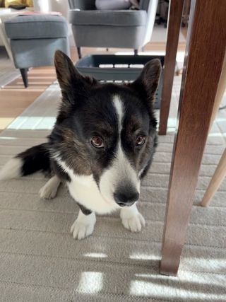 A black and white corgi cardigan sitting on the floor and watching somewhat shy into the camera.