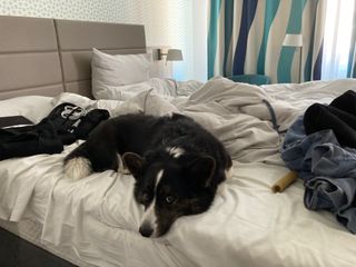 A black and white corgi cardigan lying on a hotel bed surrounded by luggage.