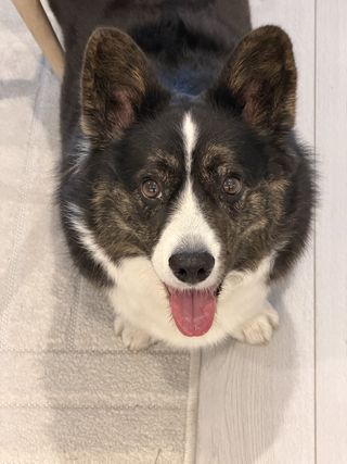 A black and white corgi cardigan looking excitedly into the camera.