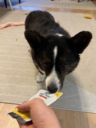 A black and white corgi cardigan sniffing a packet of dog food.