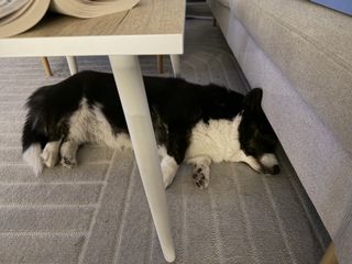 A black and white corgi cardigan sleeping under a couch table.