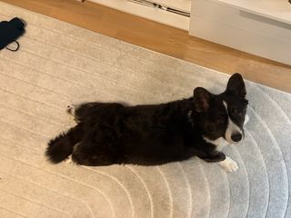 A black and white corgi cardigan lying on the floor and looking up at the camera.