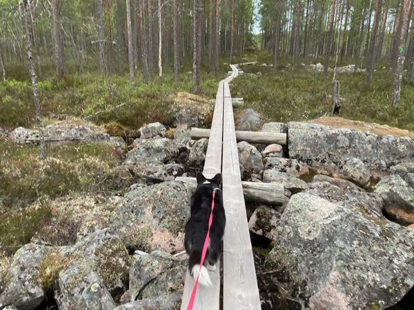 A black and white corgi cardigan walking over duckboards through a stony field.