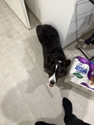 A black and white corgi cardigan smiling up at the camera next to a package of toilet paper.
