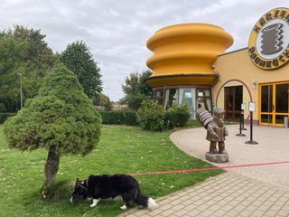 A black and white corgi cardigan sniffing the grass in front of an interesting looking coffee place (The Harzer Baumkuchen Café).