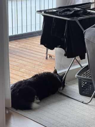 A black and white corgi cardigan sleeping with her head in between a clothes airer and a window.