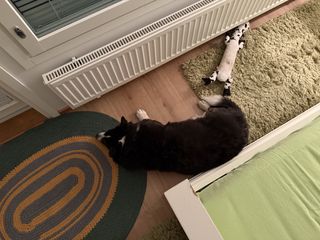 A black and white corgi cardigan lying next to a bed. She's photographed from above.