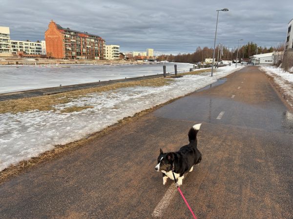 A black and white corgi walking next to a canal in an urban environment with her tail up. It is late winter and the ice is finally melting.