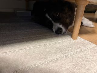 A black and white corgi cardigan lying with her head under a couch. A couch leg is visible. She's looking into the camera.