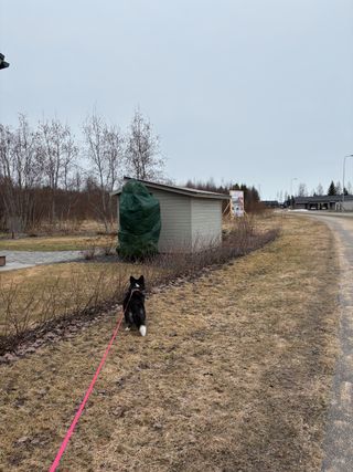 A black and white corgi cardigan being walked. She's probably looking where that bunny that hangs around here sometimes went to.